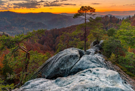 Autumn forest trees in the mountains panorama trees in the Carpathian mountainsの写真素材