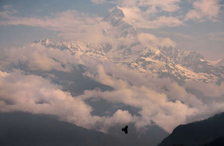 Machapuchare or Fishtail sacred summit in the Himalayas and a bird. Tourism and treking in Nepalの写真素材
