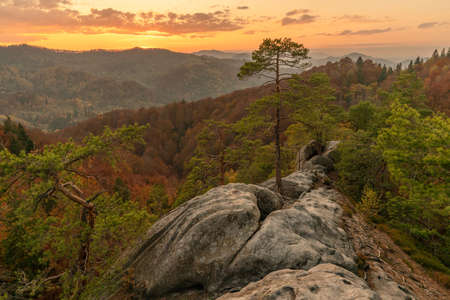 Autumn forest trees in the mountains panorama trees in the Carpathian mountainsの写真素材