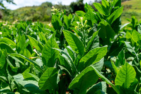 Tobacco plantation blossoming in Cuba. Close-up of leaves and blossom flowersの写真素材