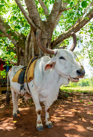 Cow with saddle for riding tourists. Pinar Del Rio, Vinales Cubaの写真素材