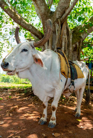 Cow with saddle for riding tourists. Pinar Del Rio, Vinales Cubaの写真素材
