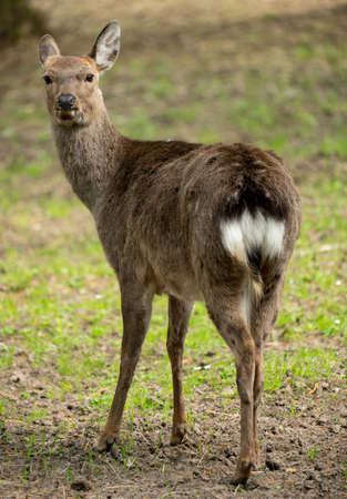 Sika deer Cervus nippon also known as the spotted deer female portrait. Wildlife and animal photo. Japanese deerの写真素材