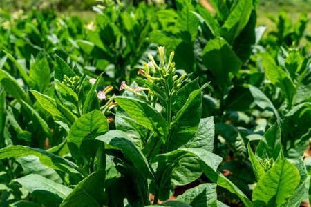 Tobacco plantation blossoming in Cuba. Close-up of leaves and blossom flowersの写真素材