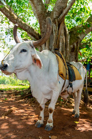 Cow with saddle for riding tourists. Pinar Del Rio, Vinales Cubaの写真素材