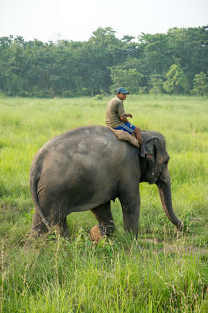 Mahout or elephant rider riding a female elephant. Wildlife and rural photo. Asian elephants as domestic animals. Chitwan National Park, Nepal. May 2018のeditorial素材