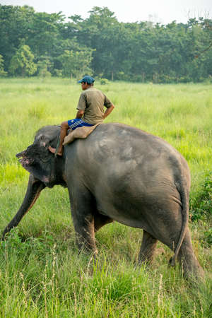 Mahout or elephant rider riding a female elephant. Wildlife and rural photo. Asian elephants as...