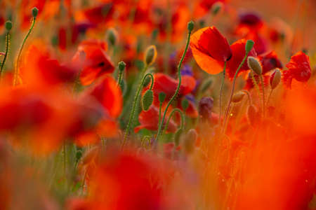 Poppy flowers field close-up and macro. Agriculture and natural backgroundの写真素材