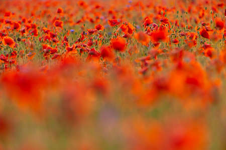 Poppy flowers field close-up and macro. Agriculture and natural backgroundの写真素材