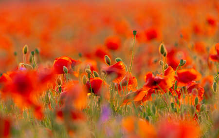 Poppy flowers field close-up and macro. Agriculture and natural backgroundの写真素材