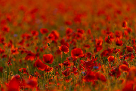 Poppy flowers field at sunset or sunrise. Agriculture and natural backgroundの写真素材