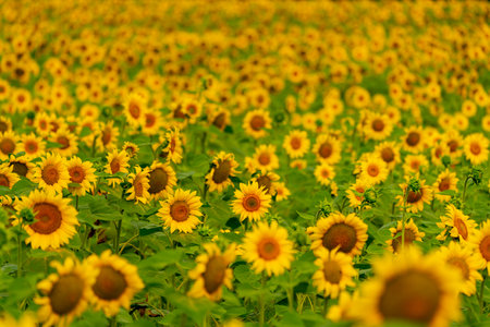 Sunflowers blooming in the field. harvest and agriculture in summer seasonの写真素材