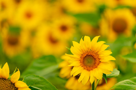 Sunflowers blooming in the field. harvest and agriculture in summer seasonの写真素材