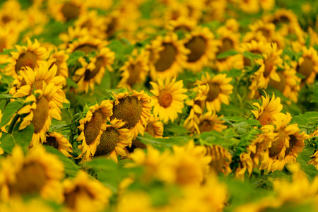 Sunflowers blooming in the field. harvest and agriculture in summer seasonの写真素材