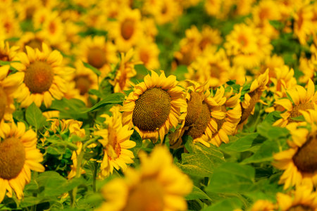 Sunflowers blooming in the field. harvest and agriculture in summer seasonの写真素材