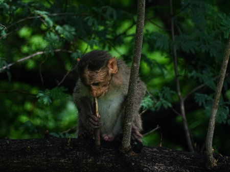 Baby monkeyの写真素材