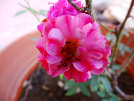 pink roseの写真素材