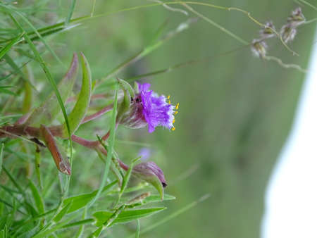 Wild flower photographyの写真素材