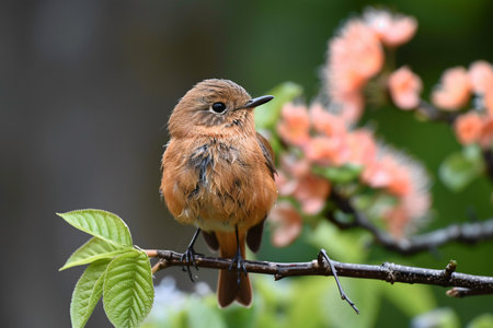 A small, brown bird perched on a branch surrounded by soft pink flowers.の素材