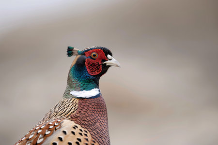 Close-up of a male pheasant showcasing vibrant plumage and striking features.の素材