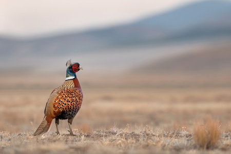 A male pheasant stands proudly on dry grassland with muted colors in the background.の素材