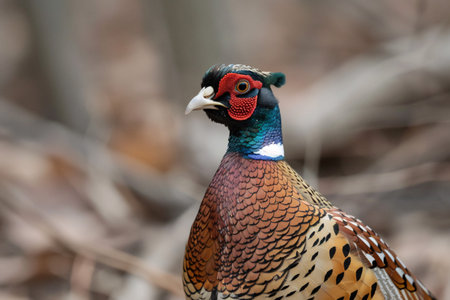 A vibrant male pheasant displaying its colorful plumage in a natural setting.の素材