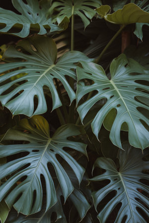 Vibrant green monstera leaves creating a lush, tropical backdrop.の素材