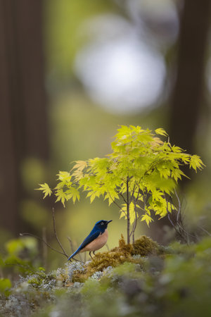 A blue and orange bird perched on moss beneath delicate green leaves in a tranquil woodland setting.の素材