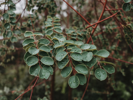 Green leaves with water droplets, creating a fresh and vibrant natural scene.の素材