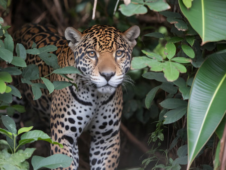 A majestic jaguar emerges from the lush green foliage, showcasing its striking spotted coat.の素材