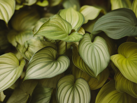 Lush green heart-shaped leaves create a vibrant natural tapestry in varying shades of green.の素材