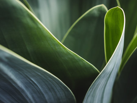 Close-up of vibrant green leaves with a striking contrast of light and shadow.の素材
