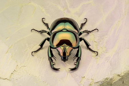 Shiny iridescent beetle resting on a textured surface, showcasing vibrant colors and intricate details.の素材