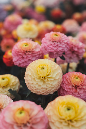 A colorful arrangement of pink and yellow ranunculus flowers in full bloom.の素材