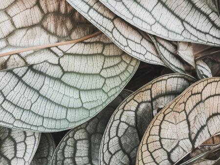 Intricate green textured leaves layered together, showcasing nature's design and detail.の素材