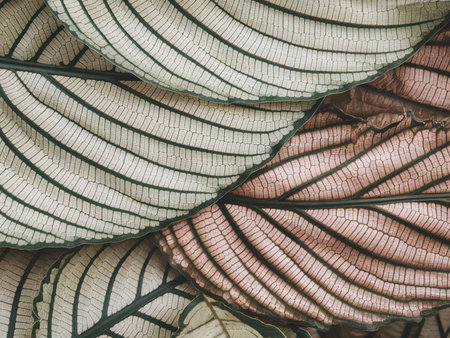 Delicate close-up of layered leaves in soft pastel colors, showcasing their intricate textures and patterns.の素材