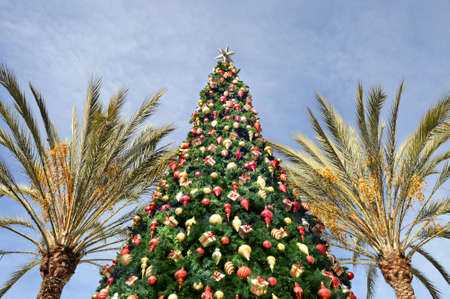 Tropical Christmasの写真素材