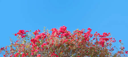 Floral Background
