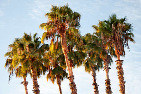 Palm trees at sunset lightの写真素材