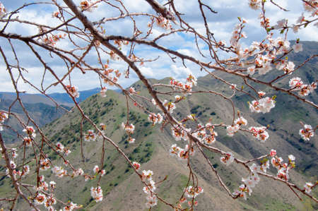 Spring in the Mountains - Blossoming branch of apricot tree on mountains backgroundの写真素材