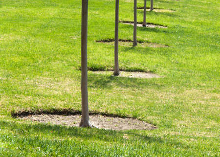 Growing young trees in green fieldの写真素材
