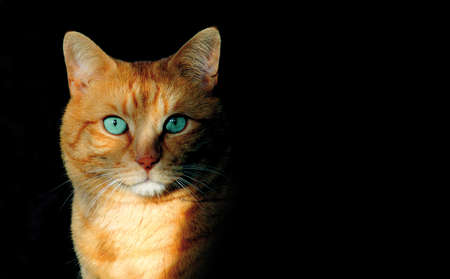 cat with turquoise eyes