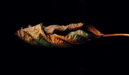 Autumn leafの写真素材