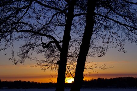 Sun is going dawn behind the silhuette treesの写真素材