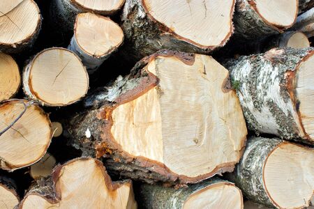pile of birch logsの写真素材