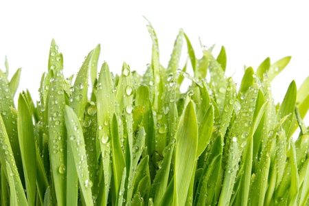 Wet green barley grass, isolated on white