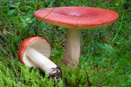 Red russula mushrooms,  russula emetica の写真素材
