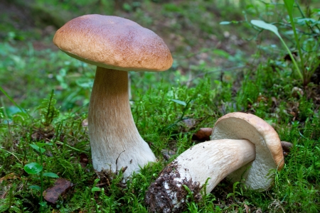King boletes in the woods  boletus edulis の写真素材