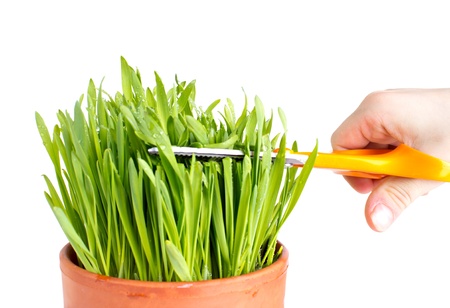 Cutting grass with scissors, isotad on whiteの写真素材