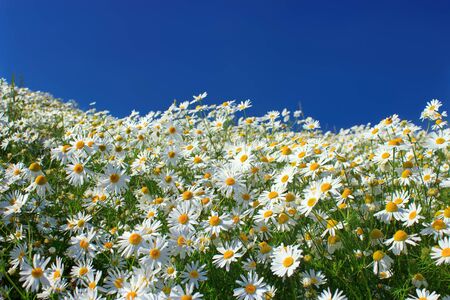 Wild daisy flowers in summer dayの写真素材